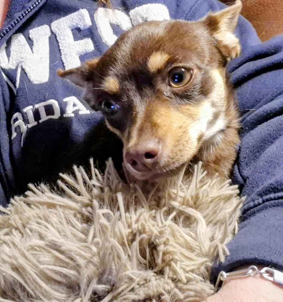 Ruby Sue, Adoptable, Puppy Female Chihuahua & Mixed Breed.