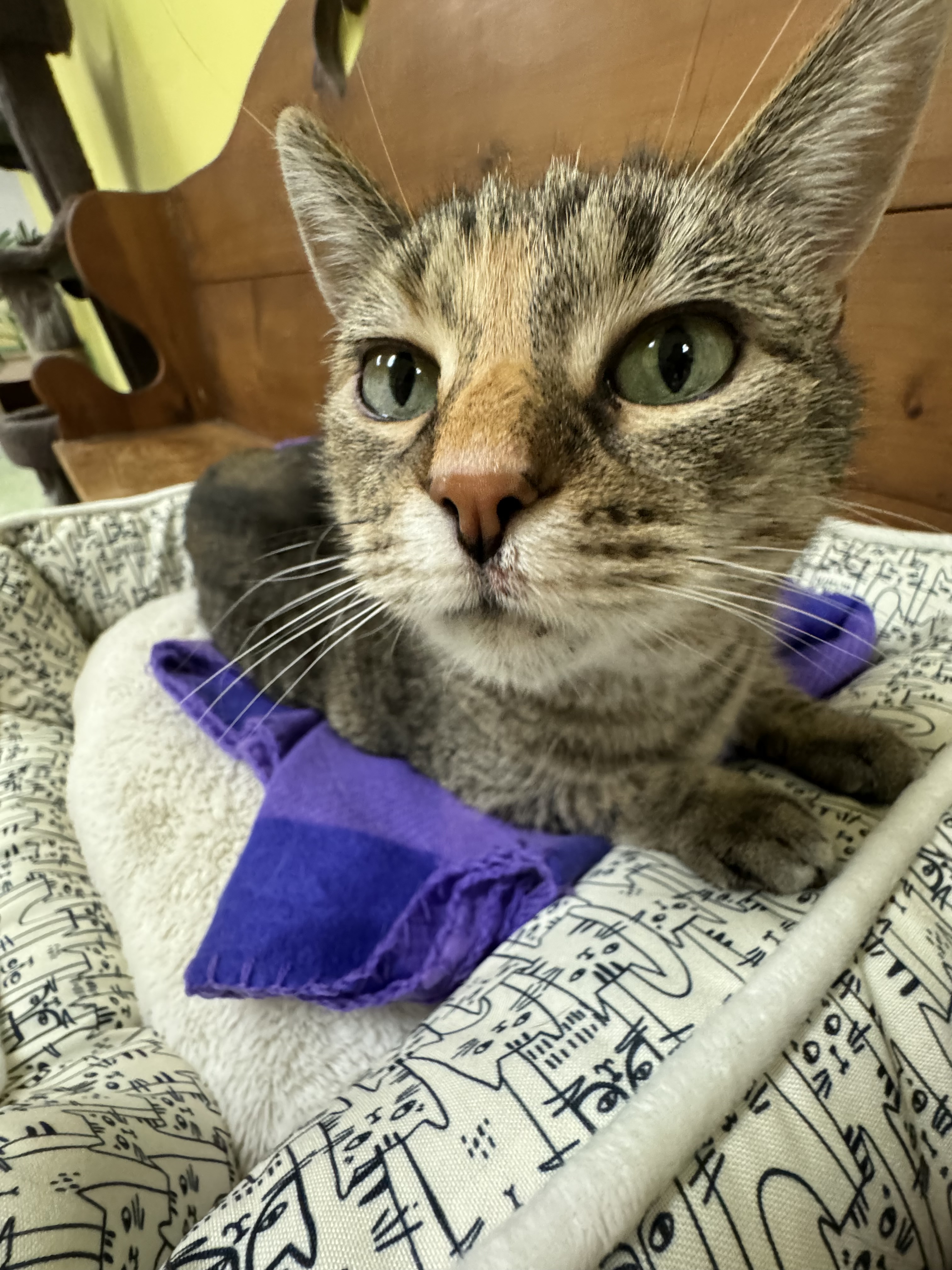 Lil McGee, a Adoptable Domestic Short Hair in Richboro, PA image 3/6