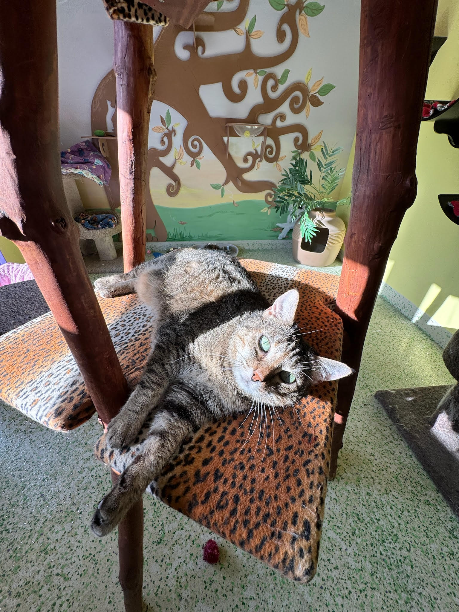 Lil McGee, a Adoptable Domestic Short Hair in Richboro, PA image 5/6