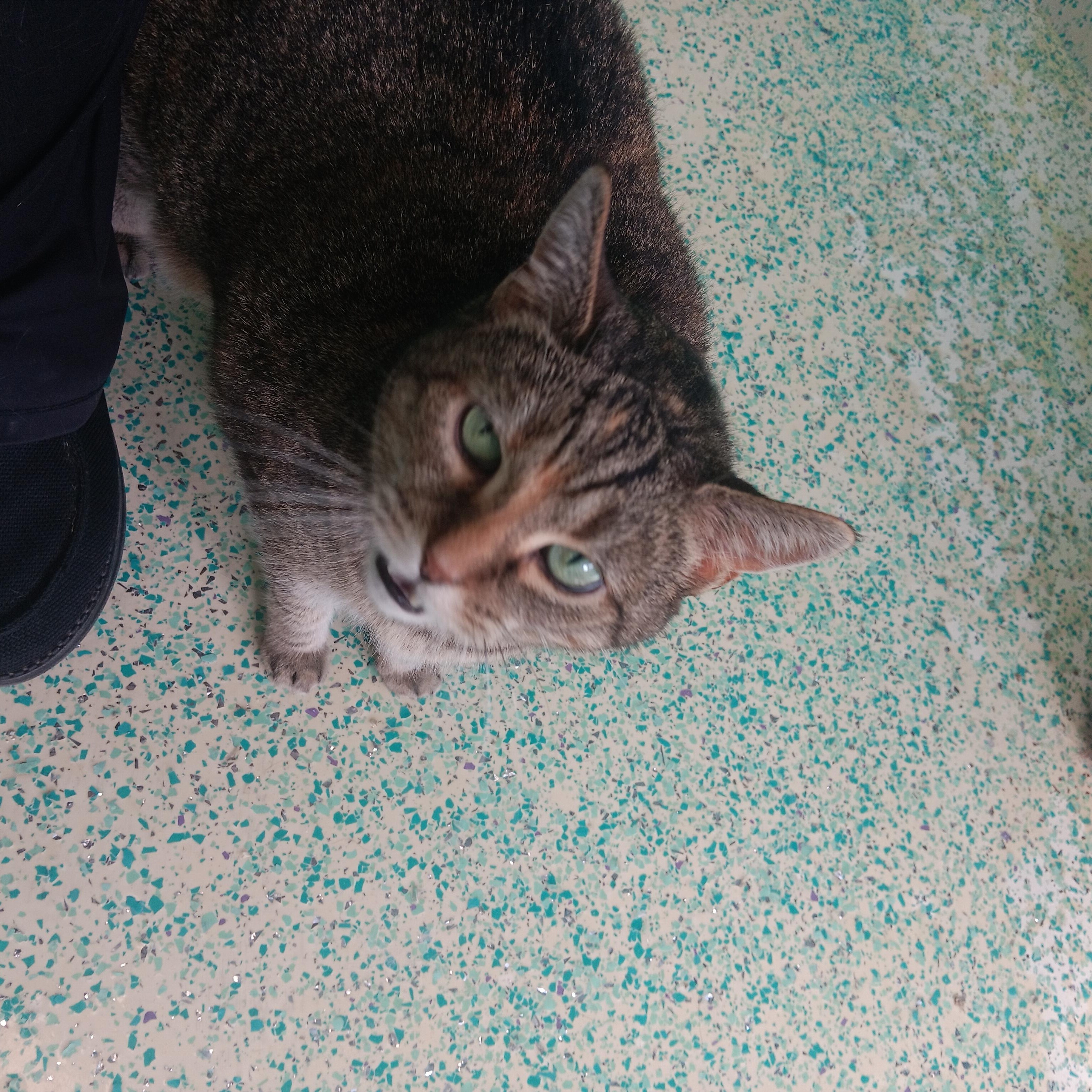 Lil McGee, a Adoptable Domestic Short Hair in Richboro, PA image 2/6