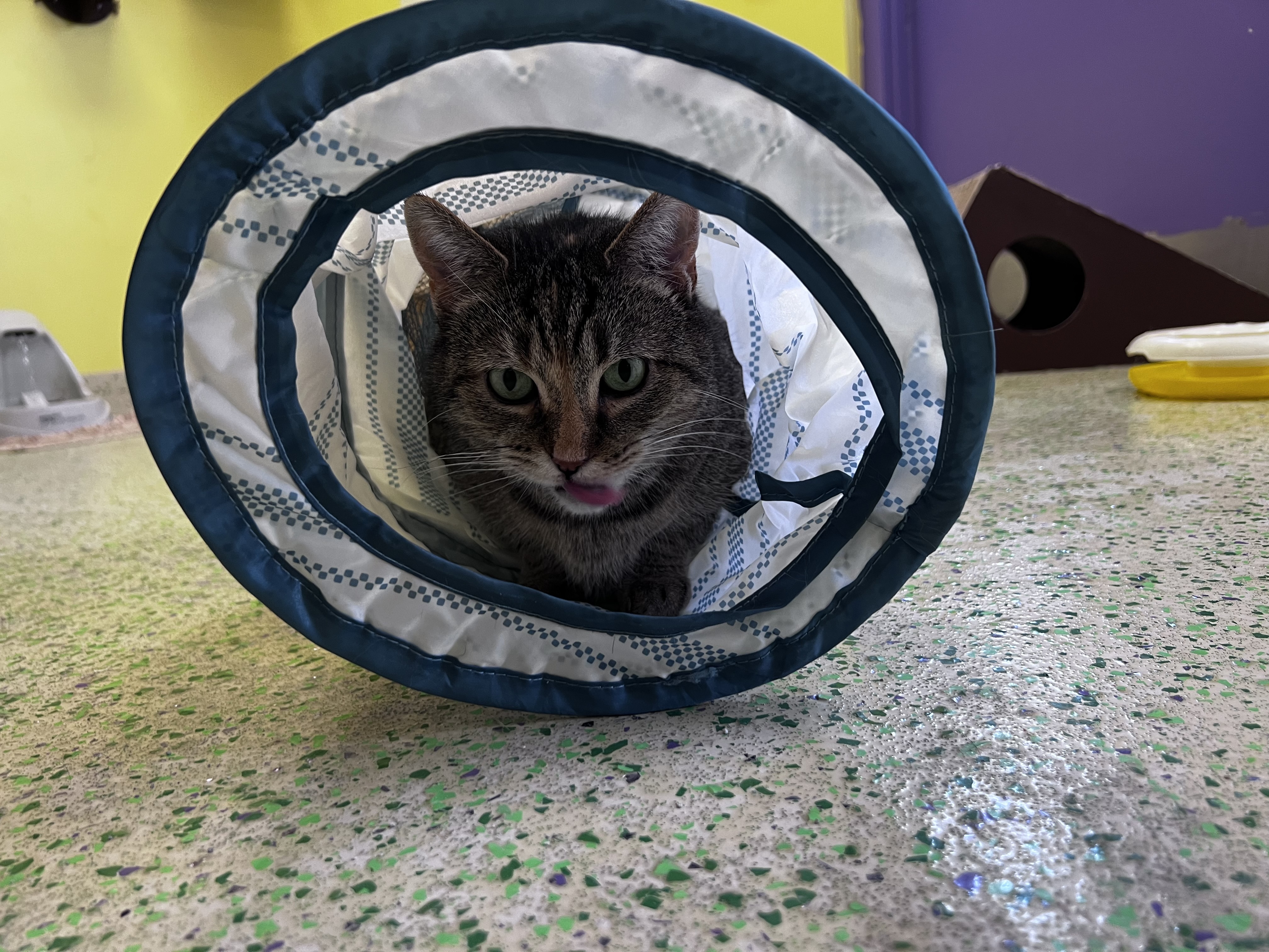 Lil McGee, a Adoptable Domestic Short Hair in Richboro, PA image 6/6