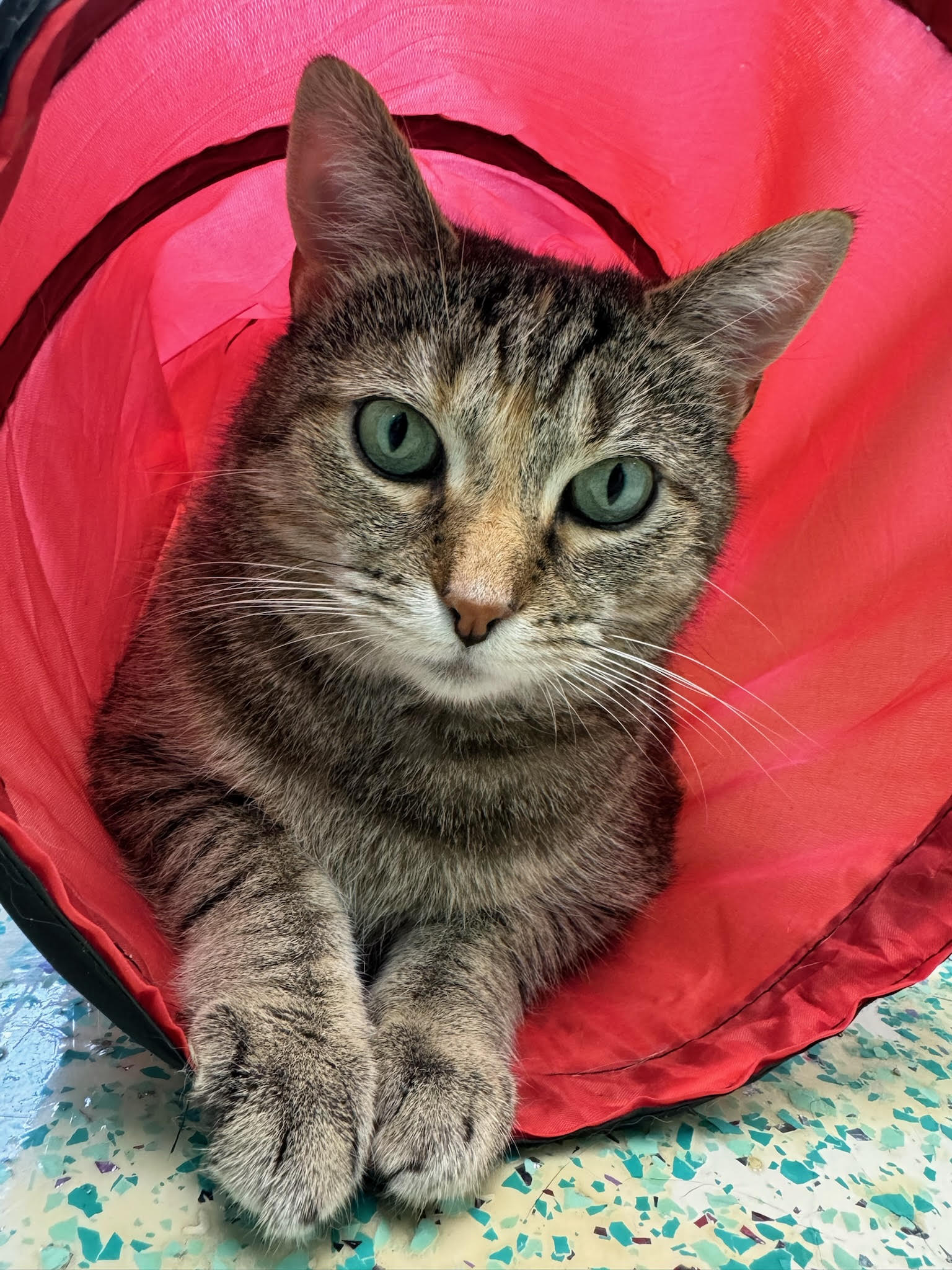 Lil McGee, a Adoptable Domestic Short Hair in Richboro, PA image 4/6