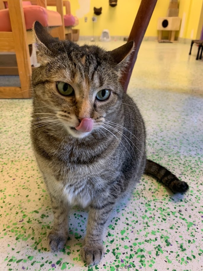 Lil McGee, a Adoptable Domestic Short Hair in Richboro, PA image 1/6