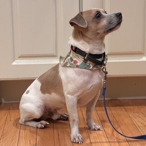 Enlarge Pito, a Adopted mixed breed in Williston, VT image 2/4