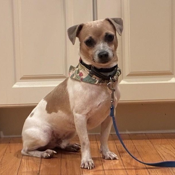 Pito, Adopted, Young Male Chihuahua.