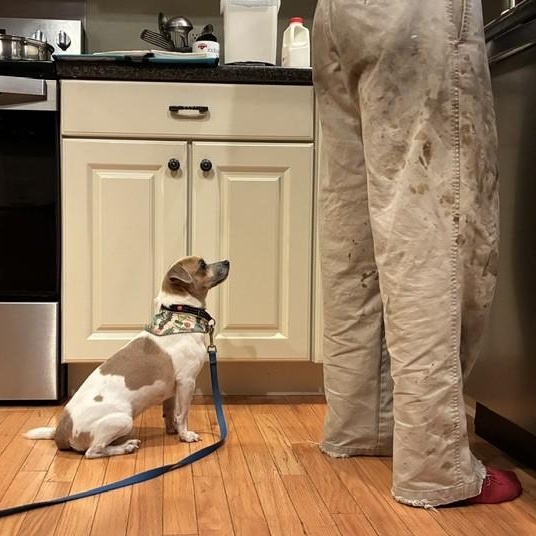Enlarge Pito, a Adopted mixed breed in Williston, VT image 3/4