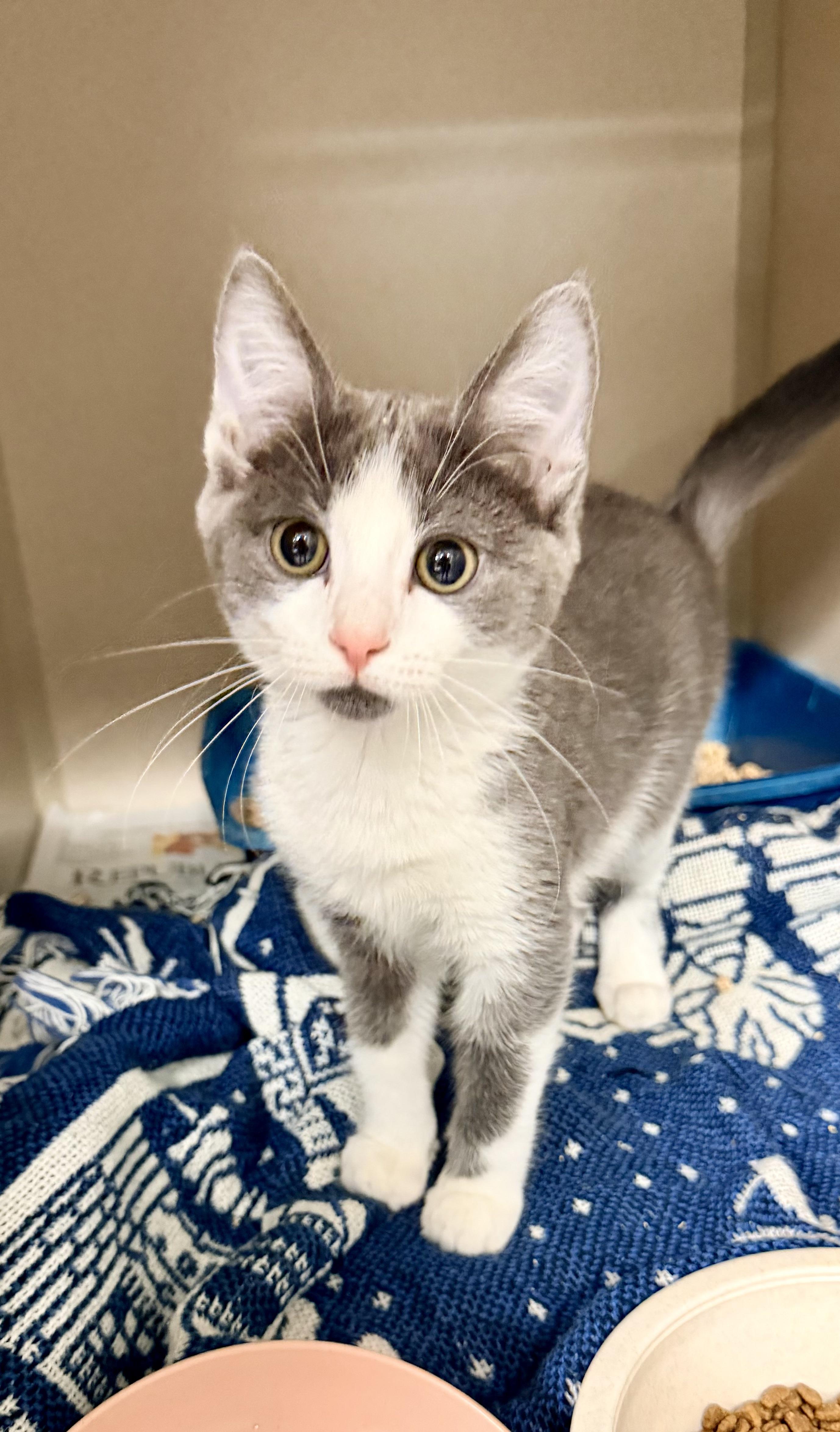 Enlarge Kinsley, an adopted Domestic Short Hair in Pottsville, PA image 2/2