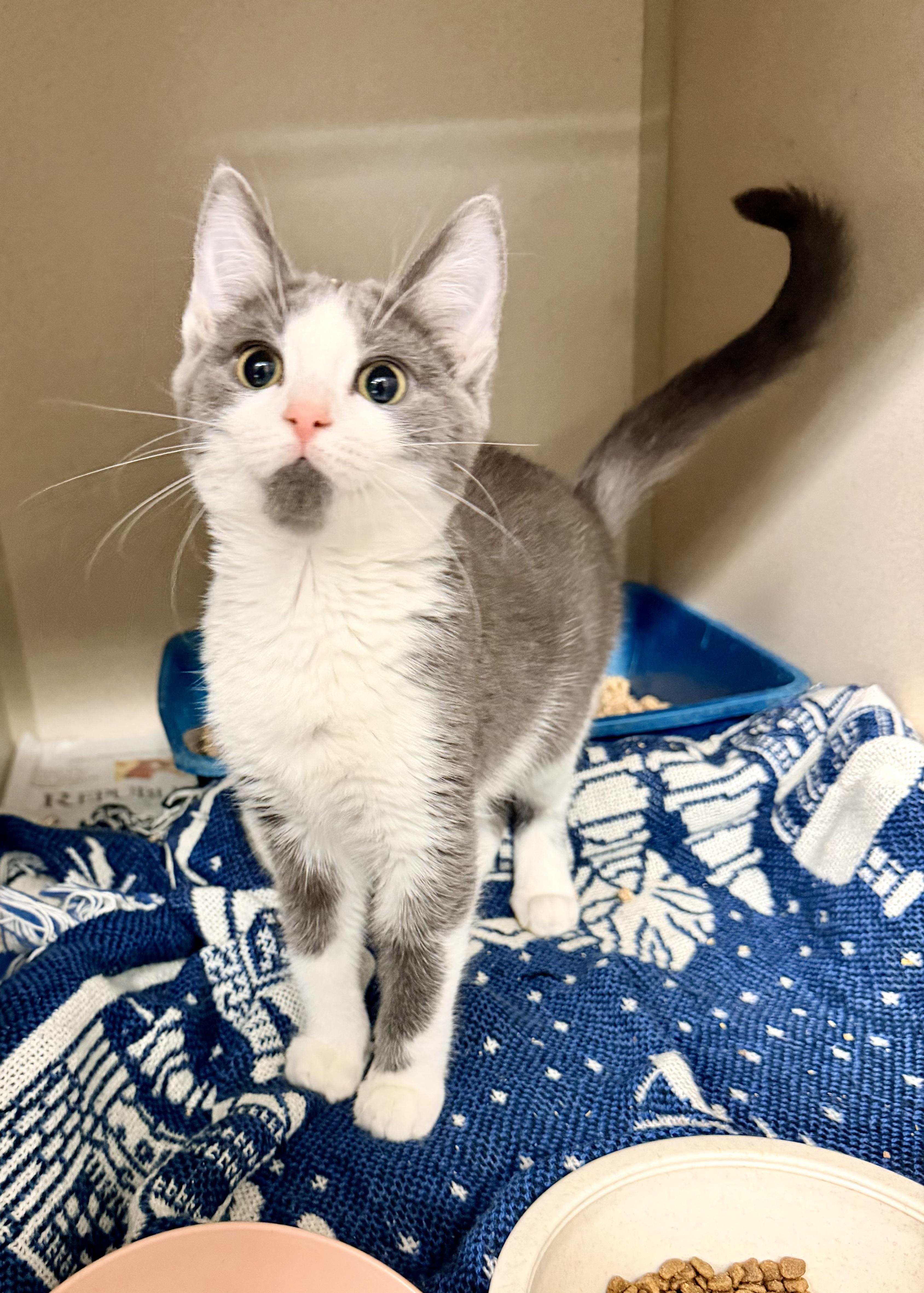 Kinsley, adopted, Kitten Female Domestic Short Hair.