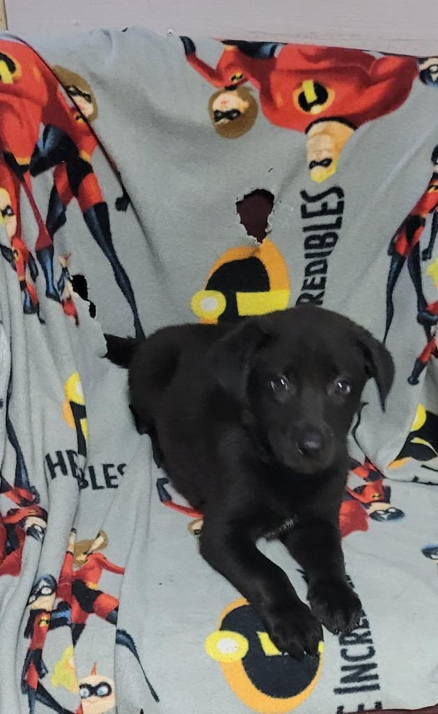 Enlarge Angel, a Adoptable mixed breed in Hammond, LA image 1/1
