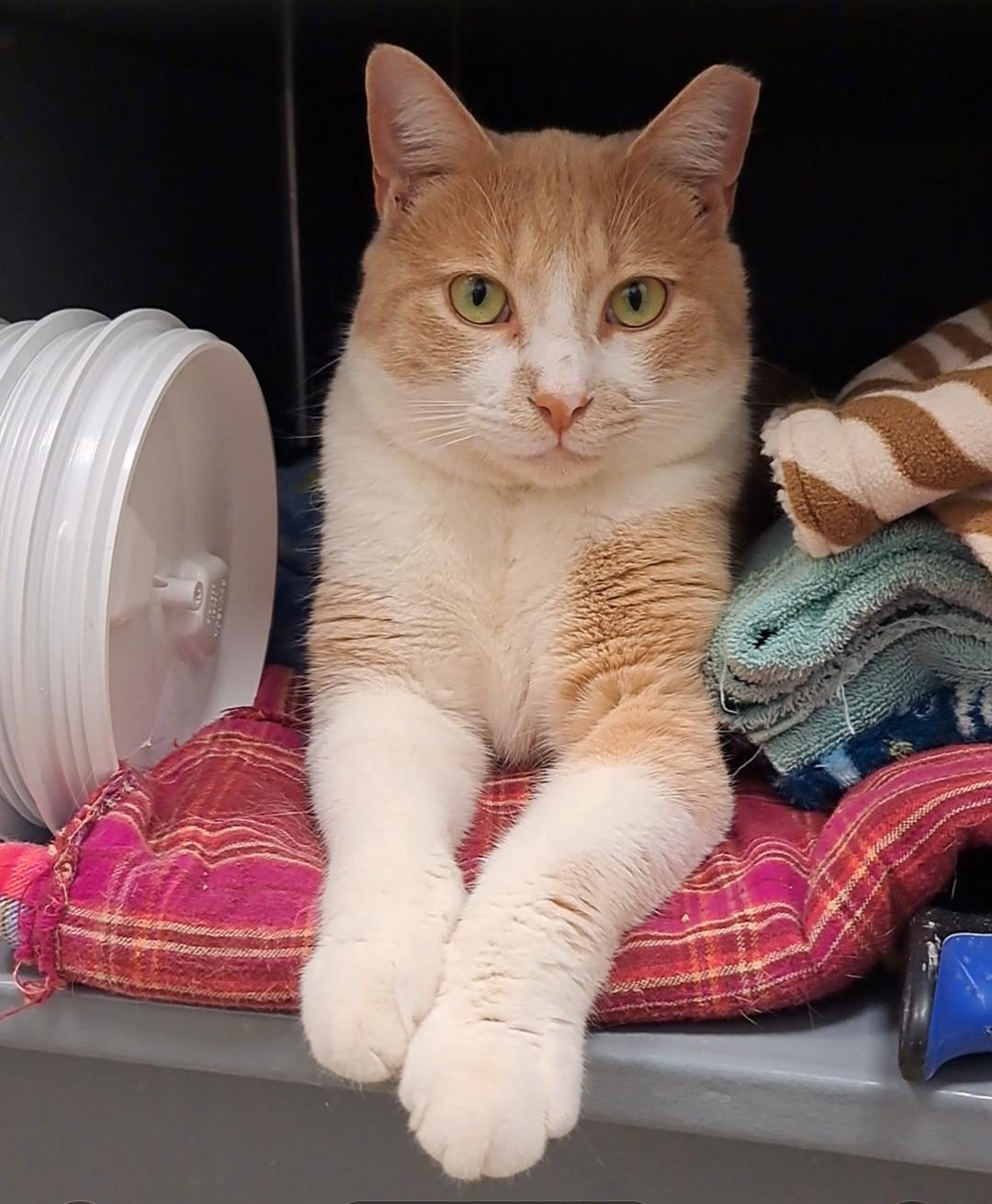 Enlarge Junior & Lucy, an adopted Domestic Short Hair in Brenham, TX image 3/6