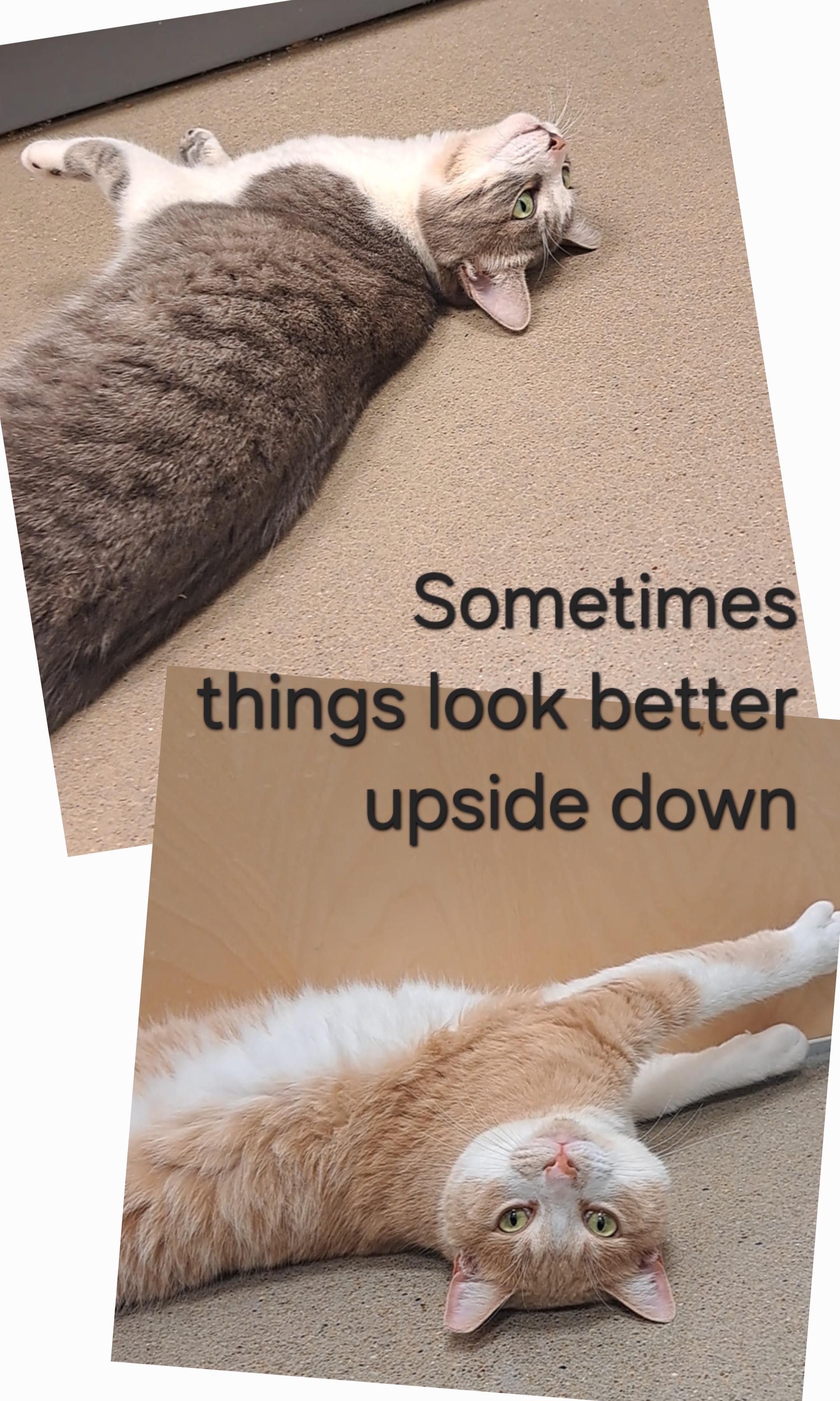 Enlarge Junior & Lucy, an adopted Domestic Short Hair in Brenham, TX image 6/6