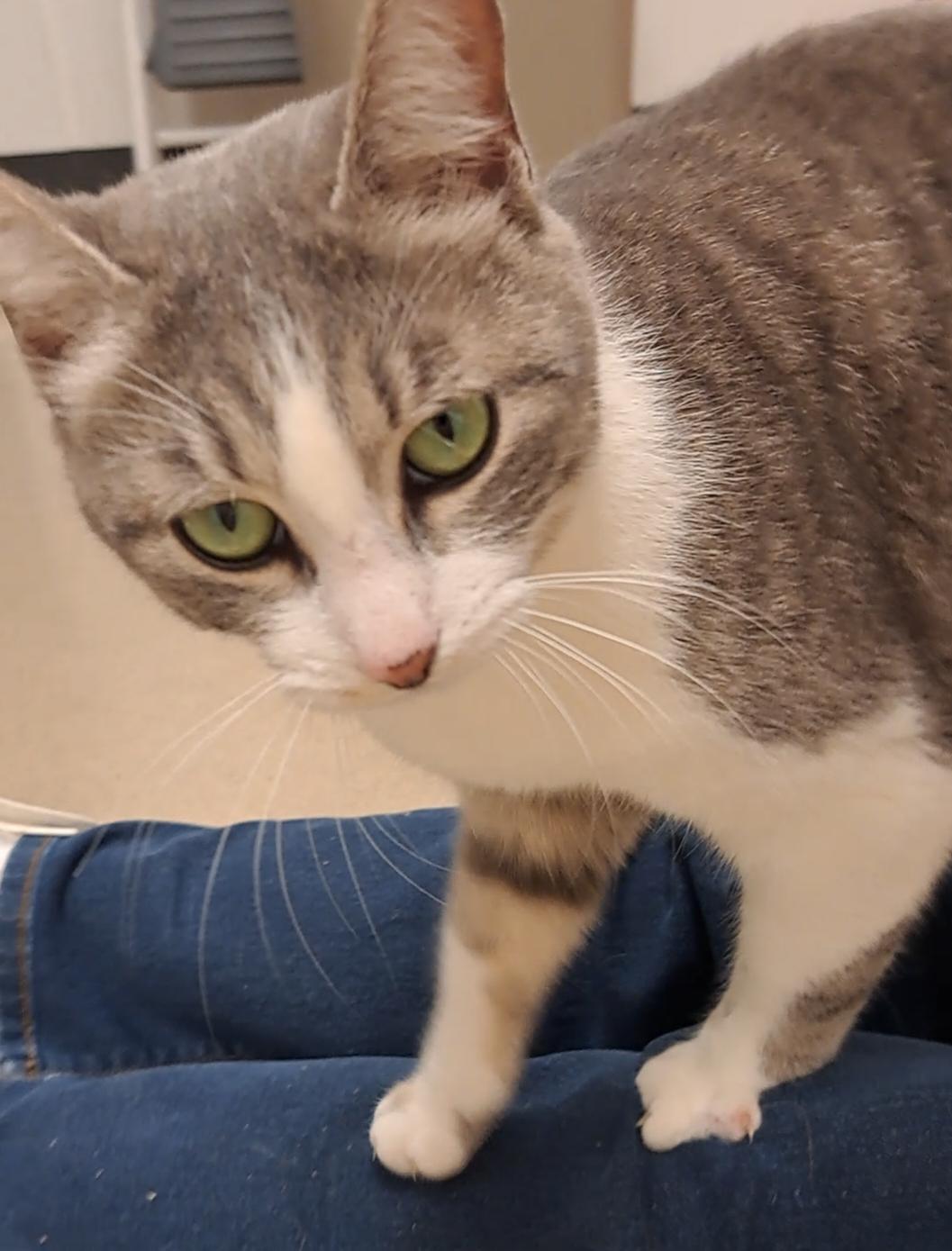 Enlarge Junior & Lucy, an adopted Domestic Short Hair in Brenham, TX image 4/6