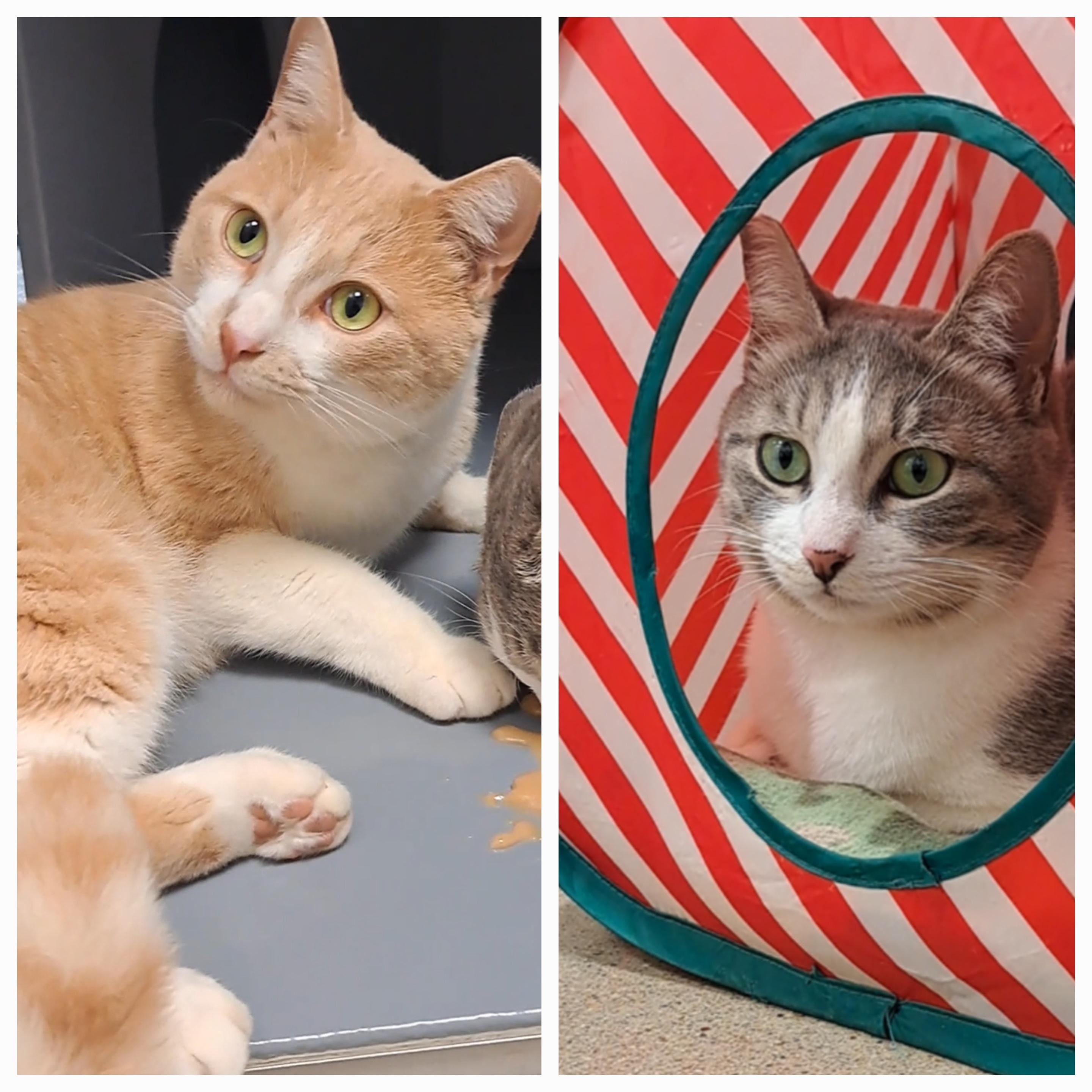 Junior & Lucy, adopted, Young Male Domestic Short Hair.