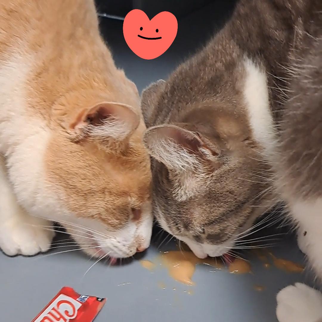 Enlarge Junior & Lucy, an adopted Domestic Short Hair in Brenham, TX image 5/6