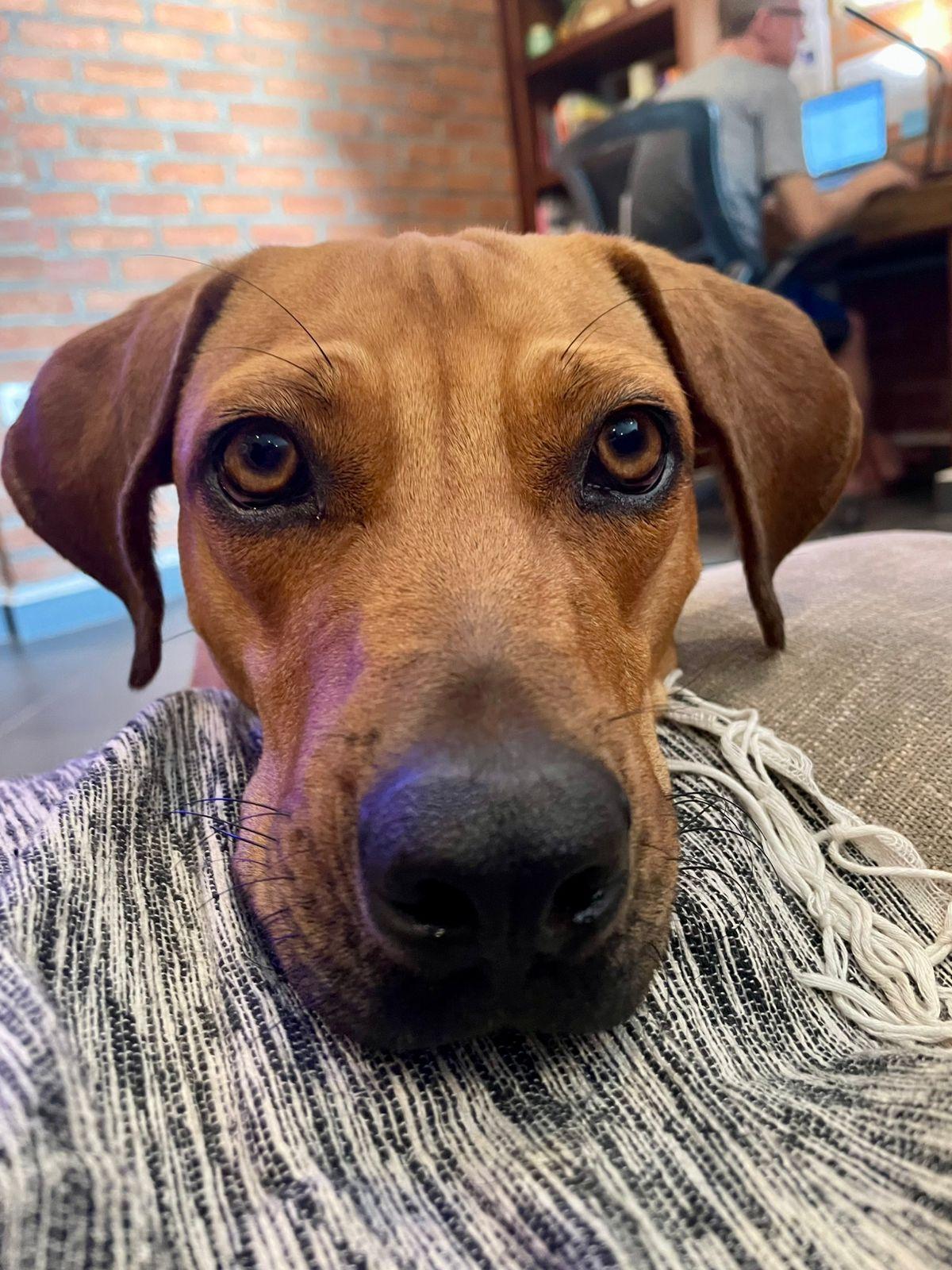 Chipotle — thumbnail 5