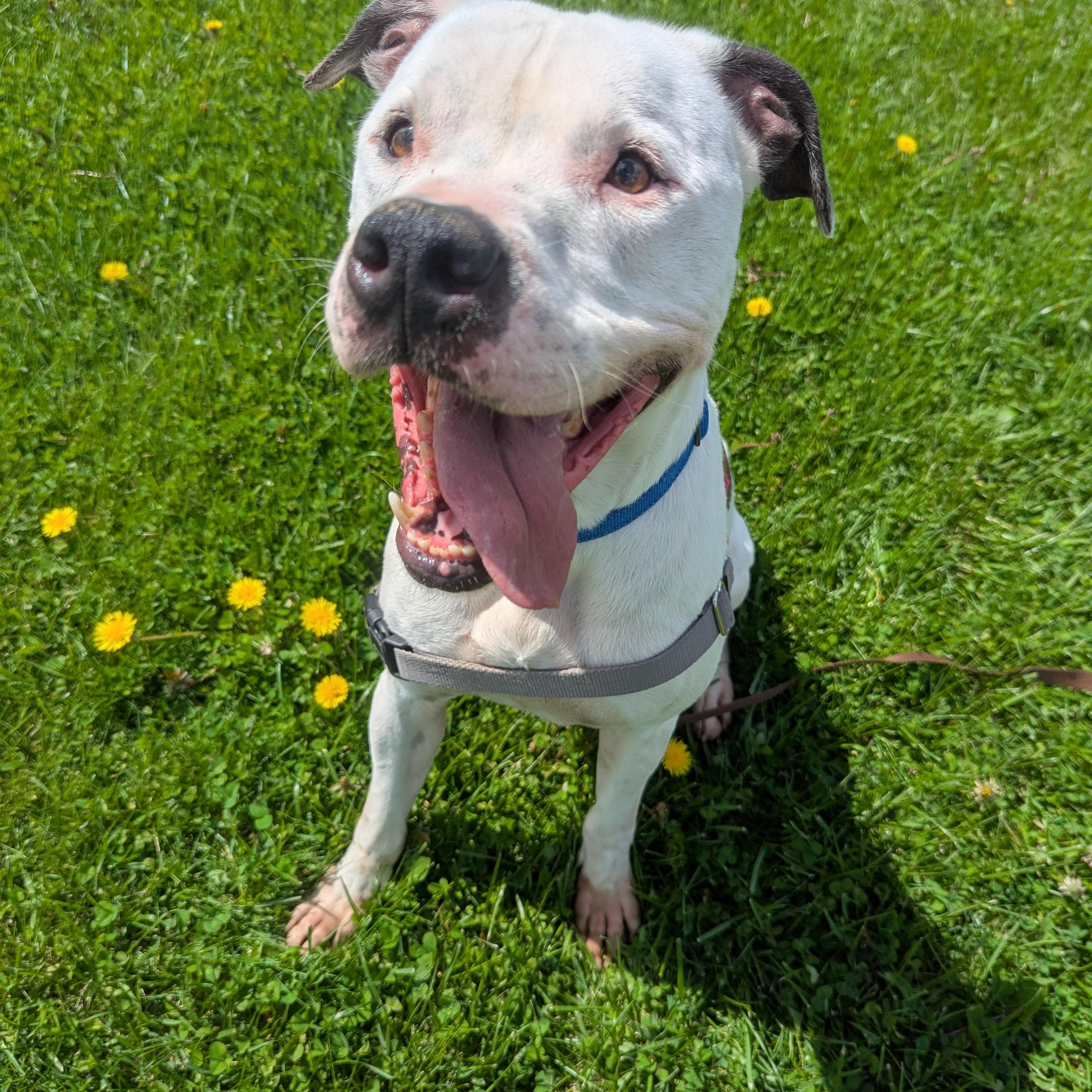 Ollie, a ADOPTABLE mixed breed in Valparaiso, IN image 4/5