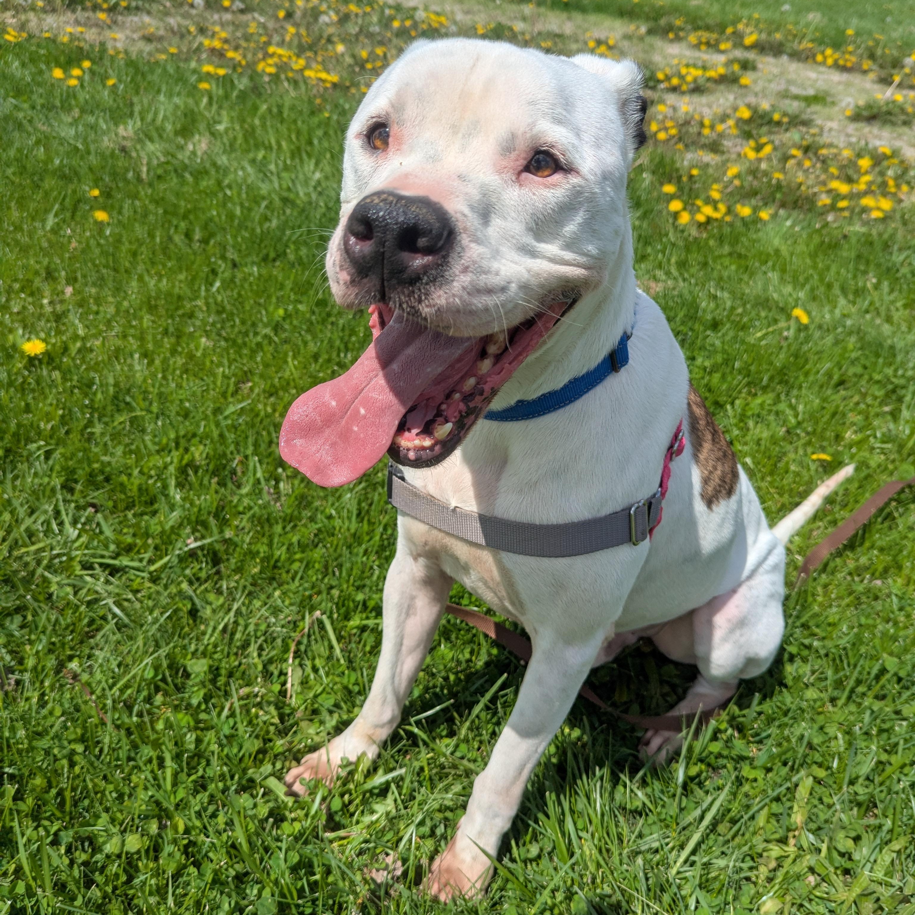 Ollie, a ADOPTABLE mixed breed in Valparaiso, IN image 3/5