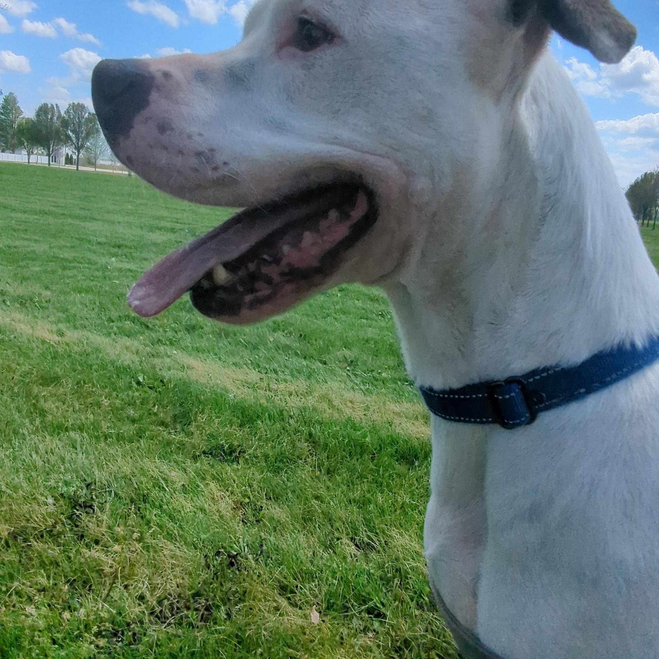 Ollie, a ADOPTABLE mixed breed in Valparaiso, IN image 5/5