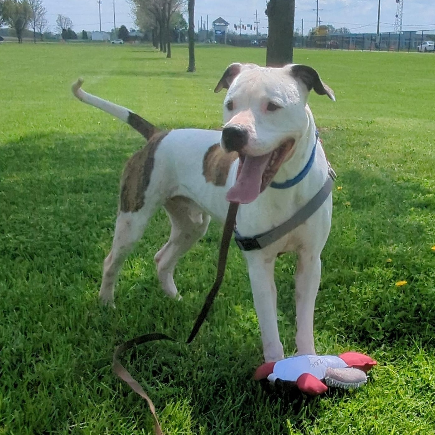 Ollie, a ADOPTABLE mixed breed in Valparaiso, IN image 1/5