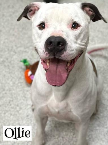 Ollie, a ADOPTABLE mixed breed in Valparaiso, IN image 2/5