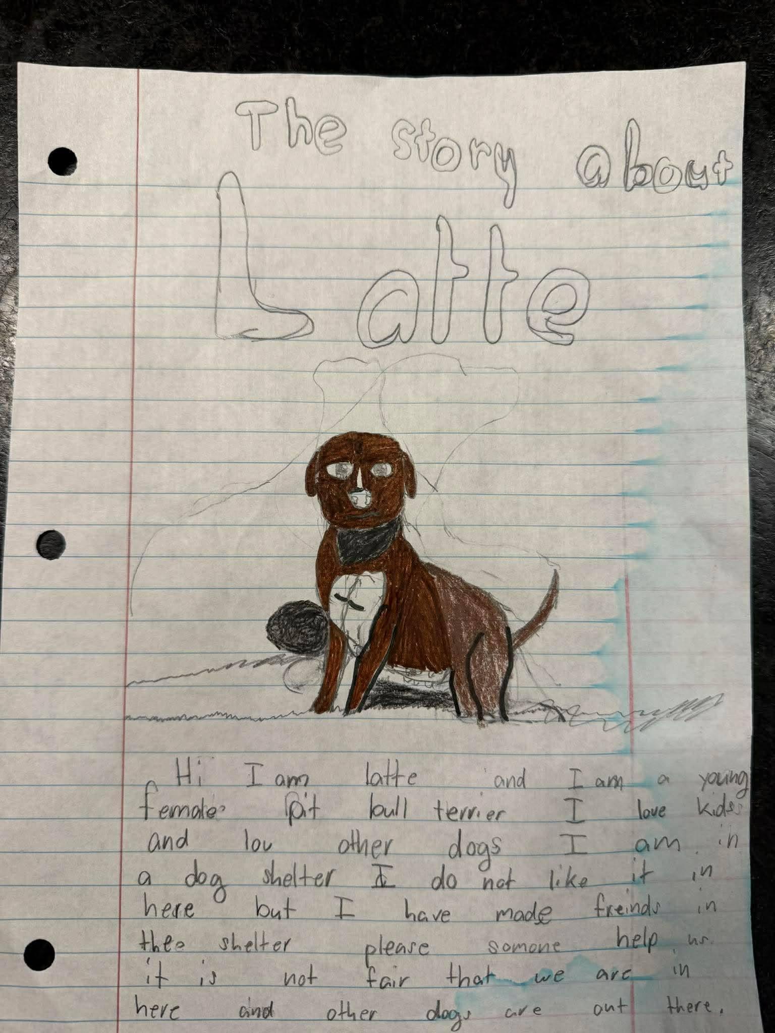 Latte, a Adoptable Pit Bull Terrier in Temple, TX image 6/6