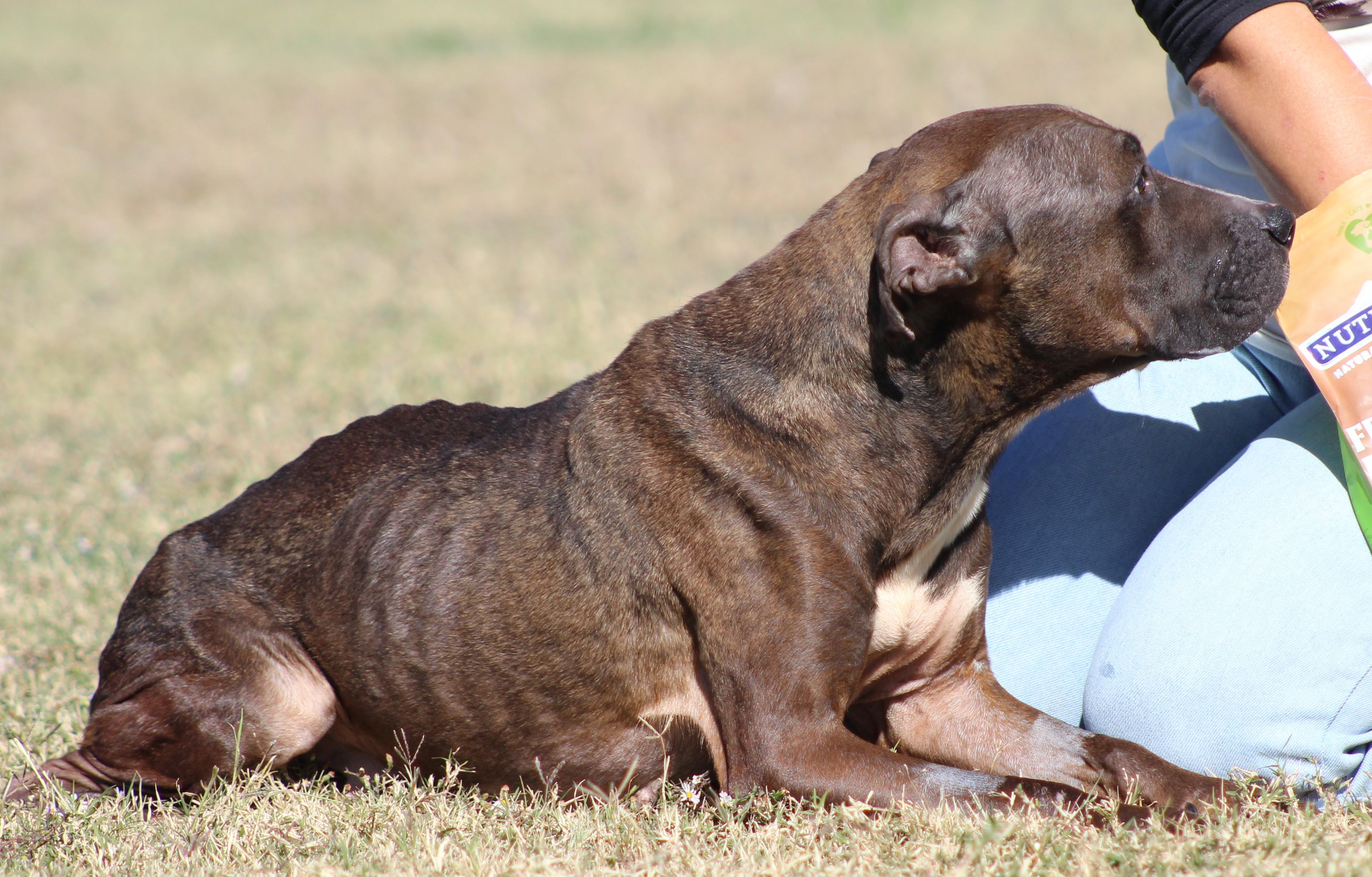 Enlarge Latte, a Adoptable Pit Bull Terrier in Temple, TX image 3/6