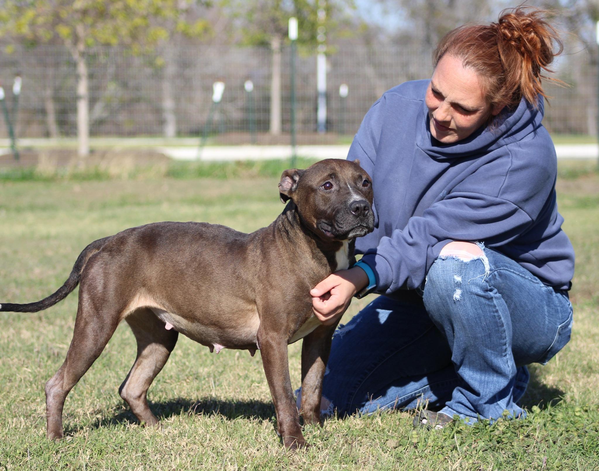 Enlarge Latte, a Adoptable Pit Bull Terrier in Temple, TX image 6/6