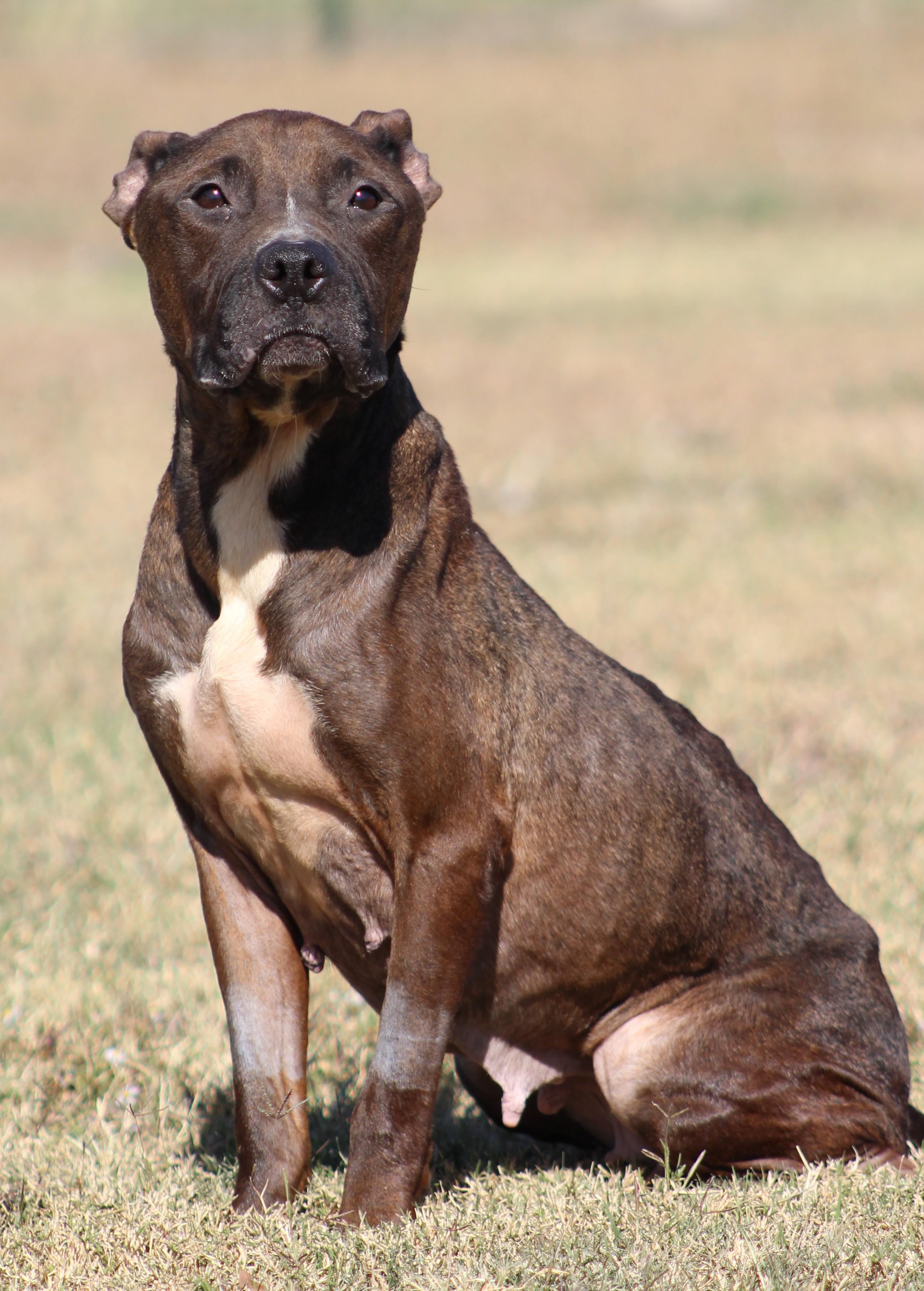 Enlarge Latte, a Adoptable Pit Bull Terrier in Temple, TX image 2/6