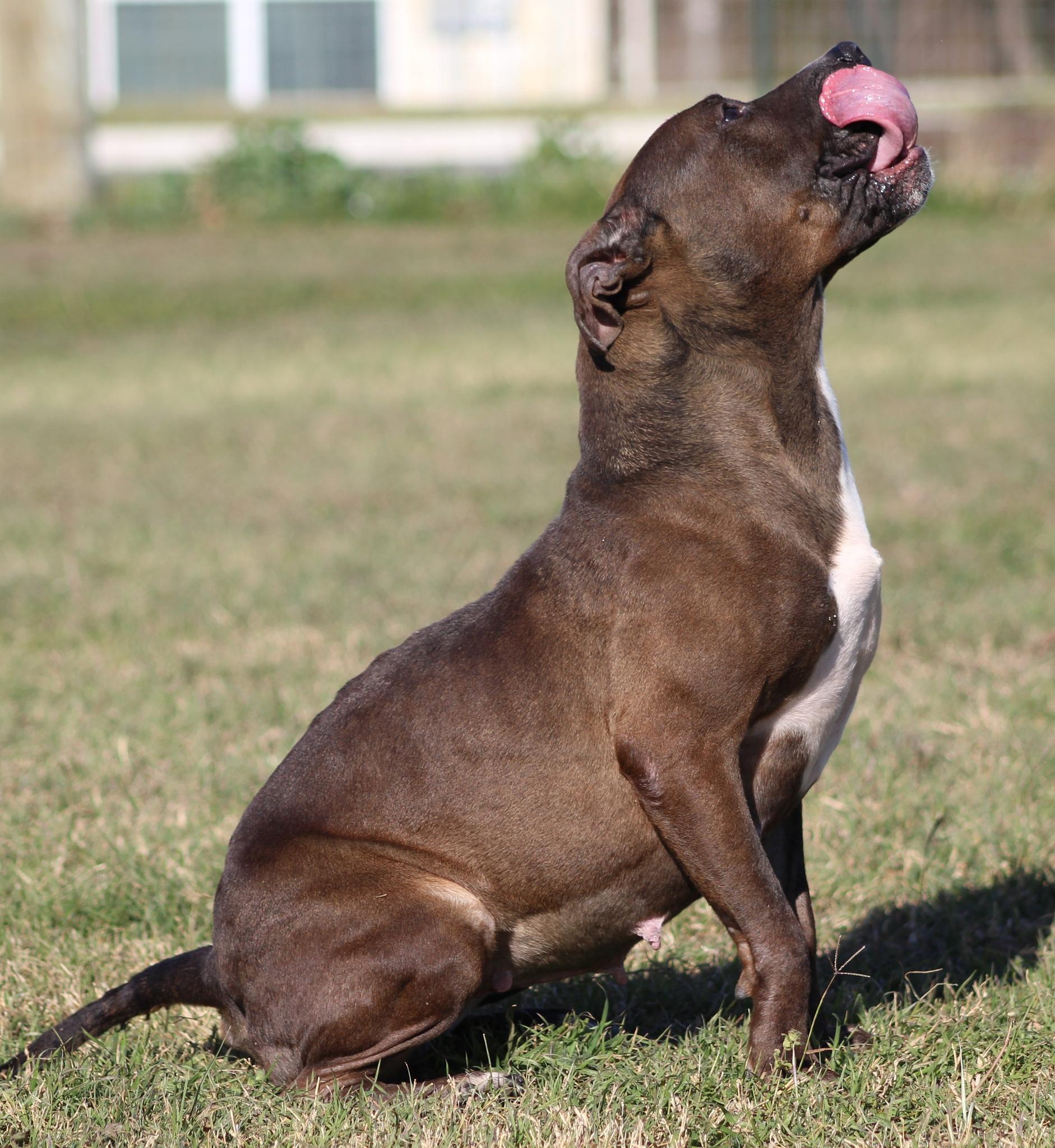 Enlarge Latte, a Adoptable Pit Bull Terrier in Temple, TX image 5/6