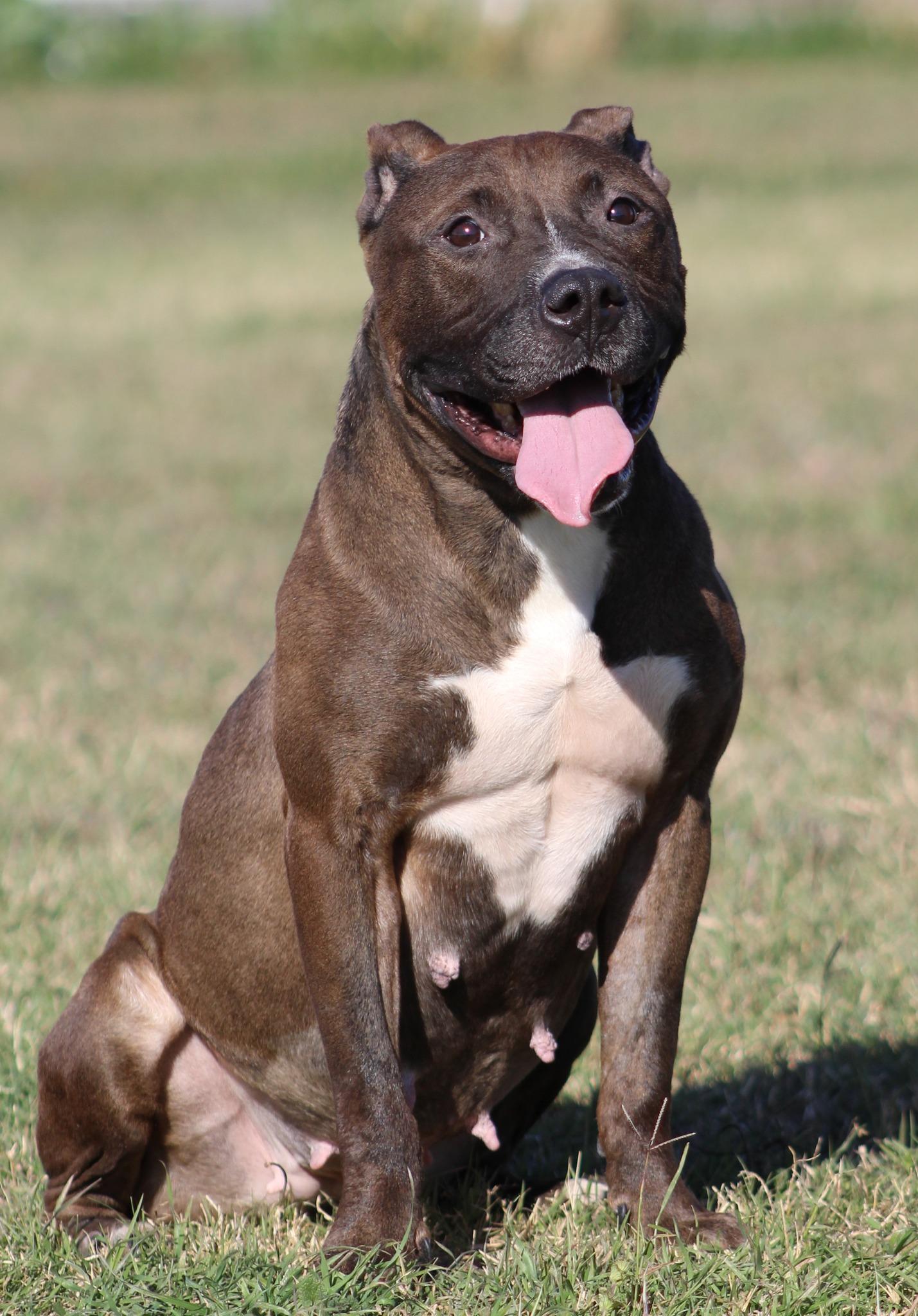 Latte, Adoptable, Young Female Pit Bull Terrier.