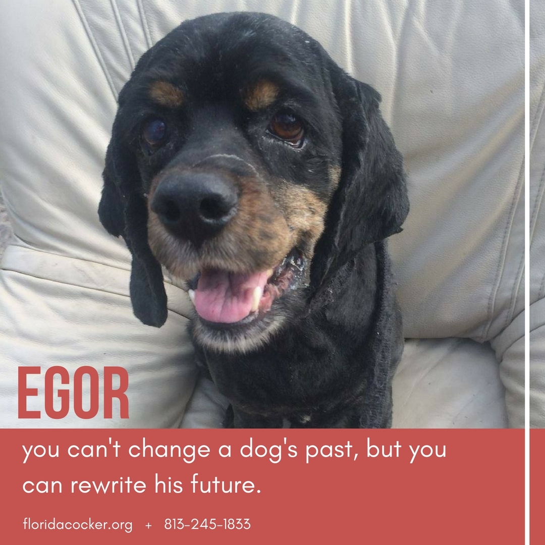 Enlarge Egor, a Adoptable Cocker Spaniel in Land O Lakes, FL image 1/2