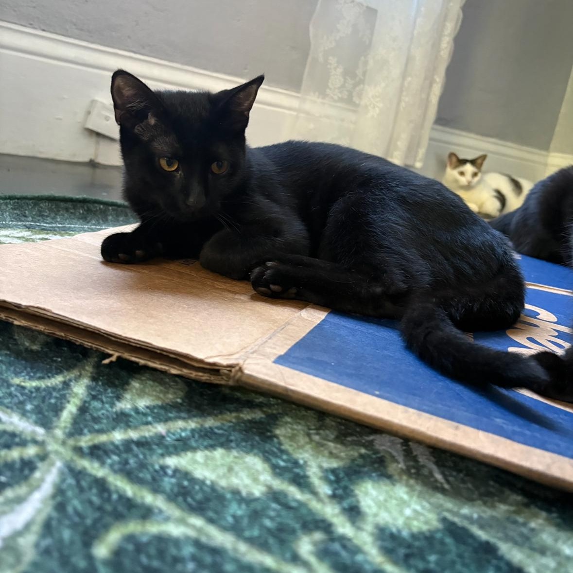 Enlarge Theo (Bonded with Opal), a Adoptable Domestic Short Hair in Hudsonville, MI image 2/4