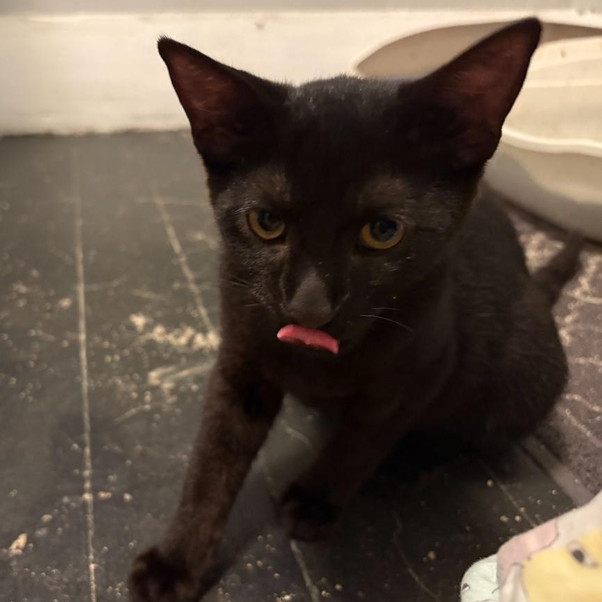 Enlarge Theo (Bonded with Opal), a Adoptable Domestic Short Hair in Hudsonville, MI image 4/4
