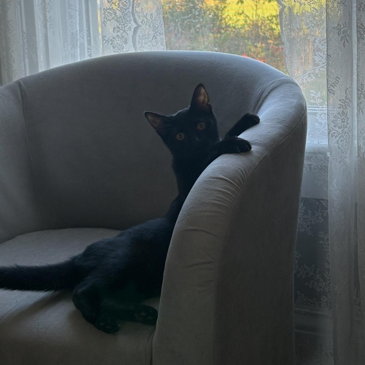 Enlarge Theo (Bonded with Opal), a Adoptable Domestic Short Hair in Hudsonville, MI image 3/4