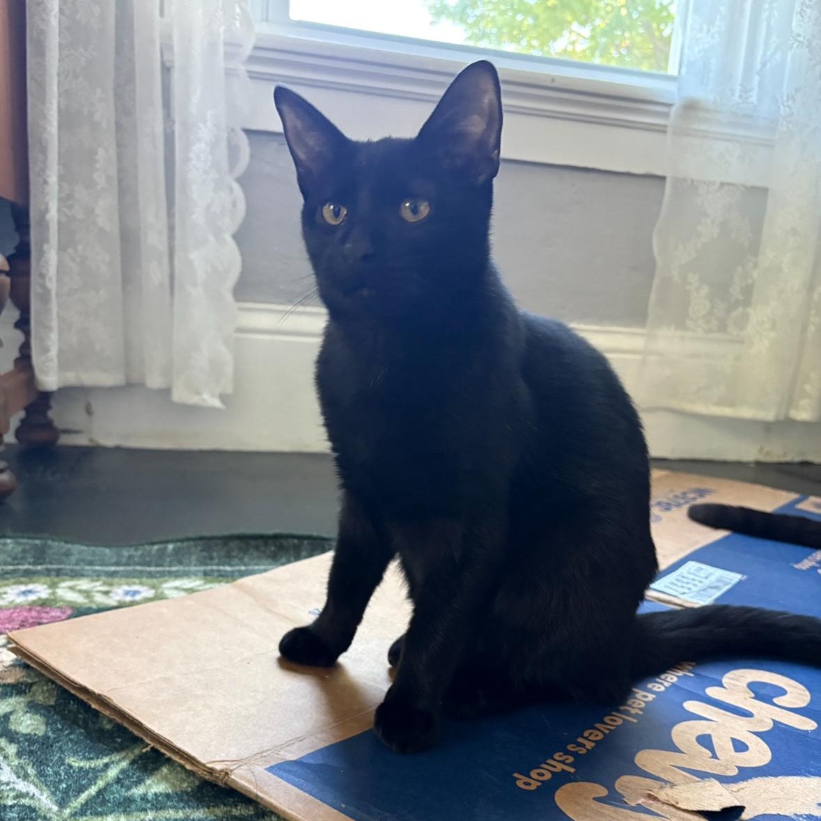 Theo (Bonded with Opal), Adoptable, Kitten Male Domestic Short Hair.
