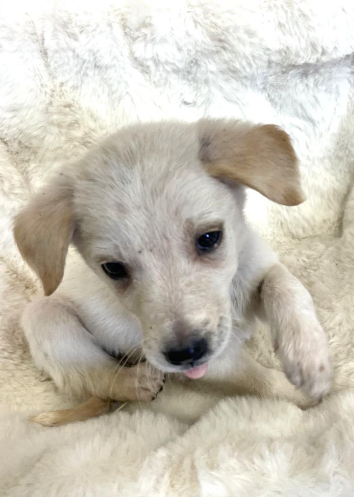 Blitzen, Adoptable, Puppy Female Australian Cattle Dog / Blue Heeler & Mixed Breed.