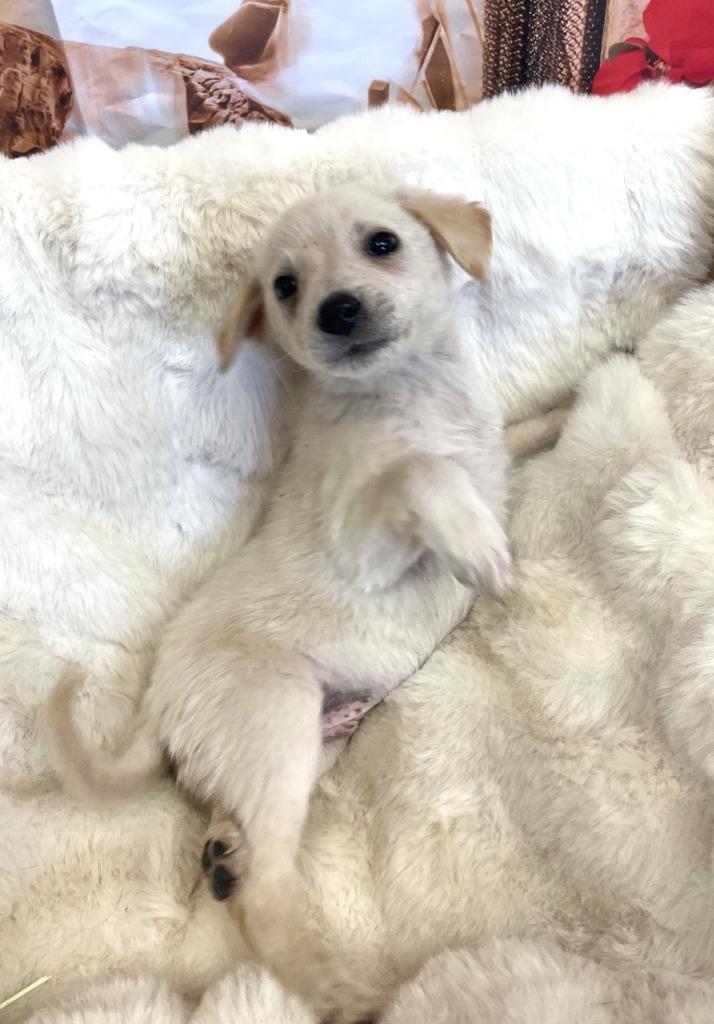 Enlarge Blitzen, a Adoptable mixed breed in Belton, TX image 2/6