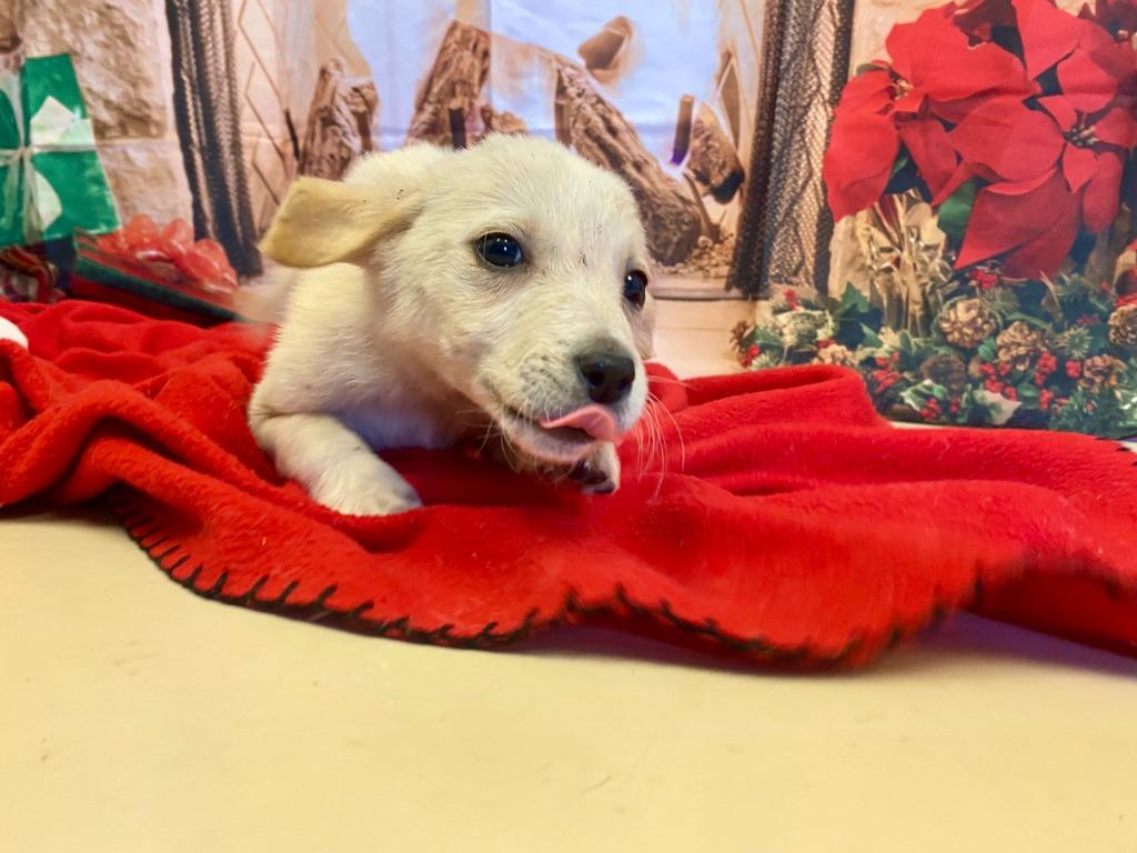 Enlarge Blitzen, a Adoptable mixed breed in Belton, TX image 4/6