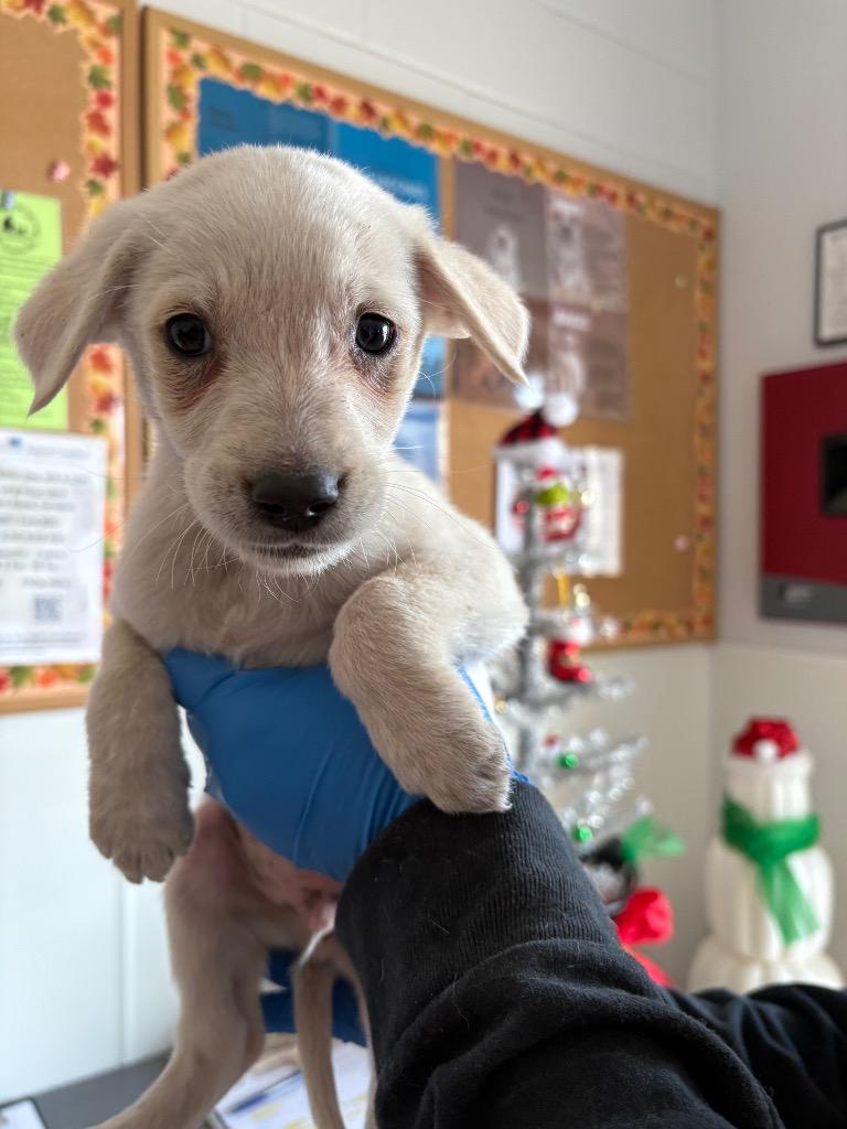 Enlarge Blitzen, a Adoptable mixed breed in Belton, TX image 5/6