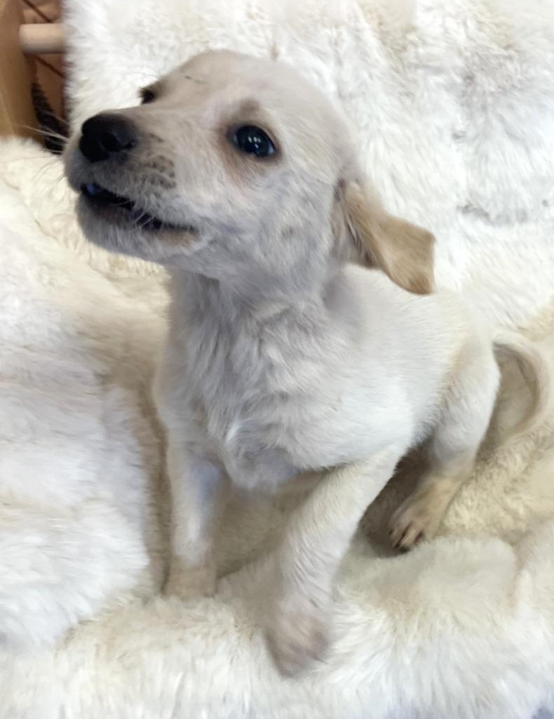 Enlarge Blitzen, a Adoptable mixed breed in Belton, TX image 6/6