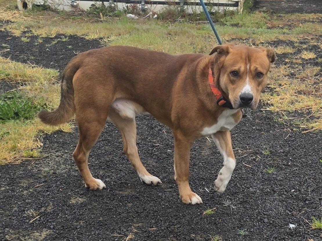 Enlarge Big Red, a ADOPTABLE mixed breed in Waldport, OR image 2/2