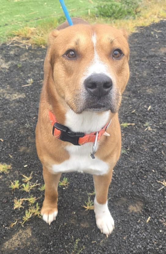 Enlarge Big Red, a ADOPTABLE mixed breed in Waldport, OR image 1/2