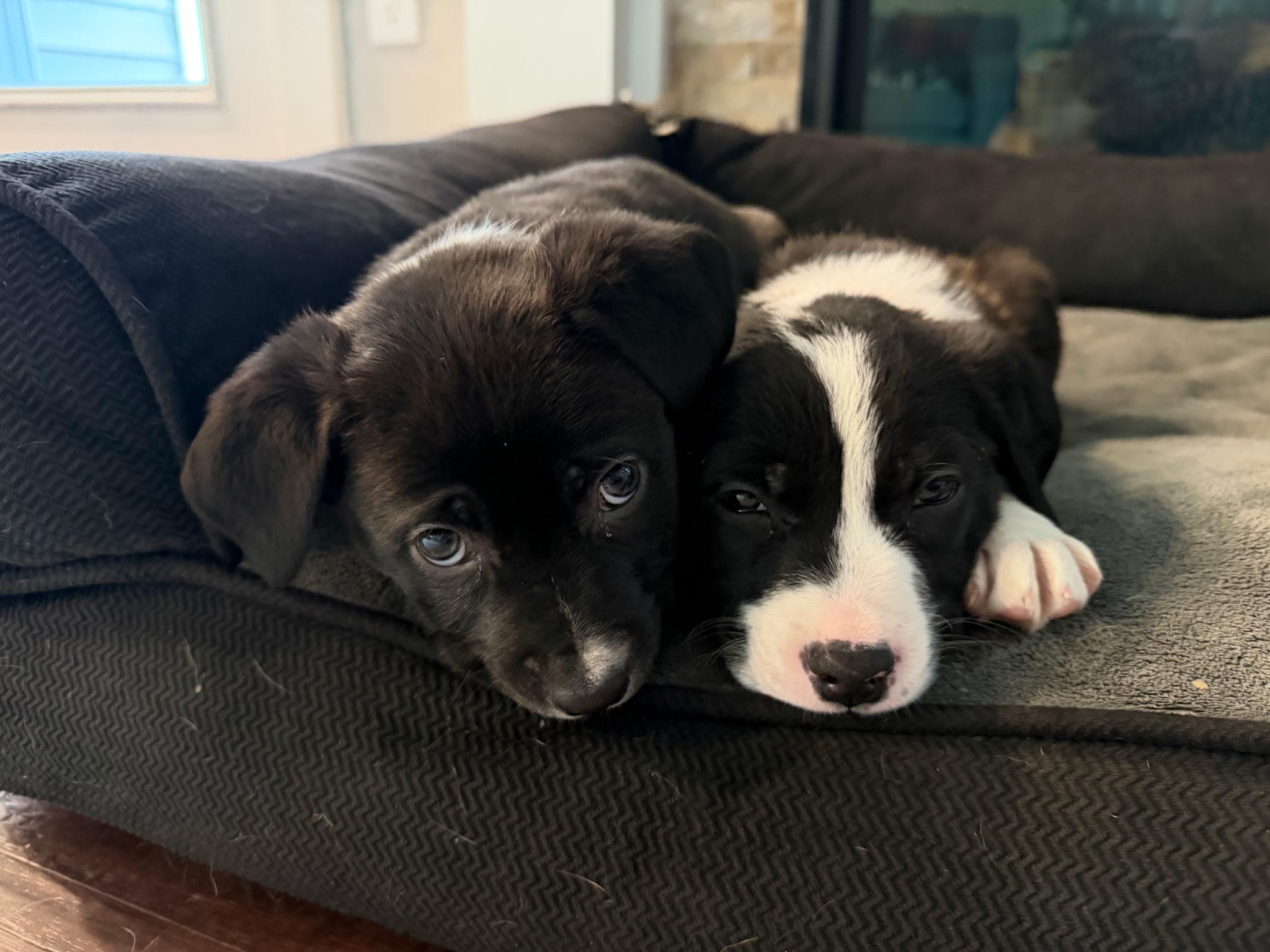 Udon, an adopted Mixed Breed in Detroit, MI image 3/3