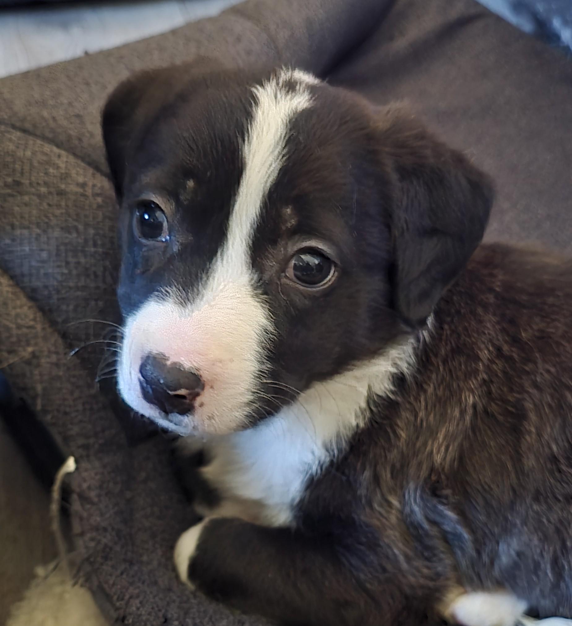 Udon, an adopted Mixed Breed in Detroit, MI image 2/3