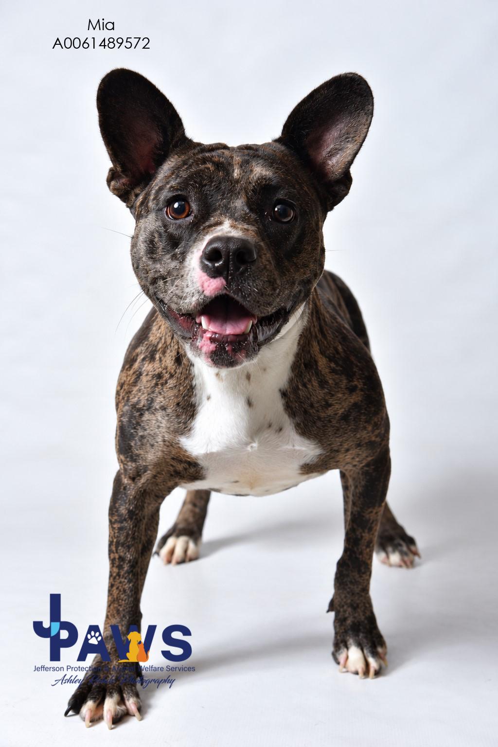 Enlarge Mia, a Adoptable French Bulldog in Harvey , LA image 3/3