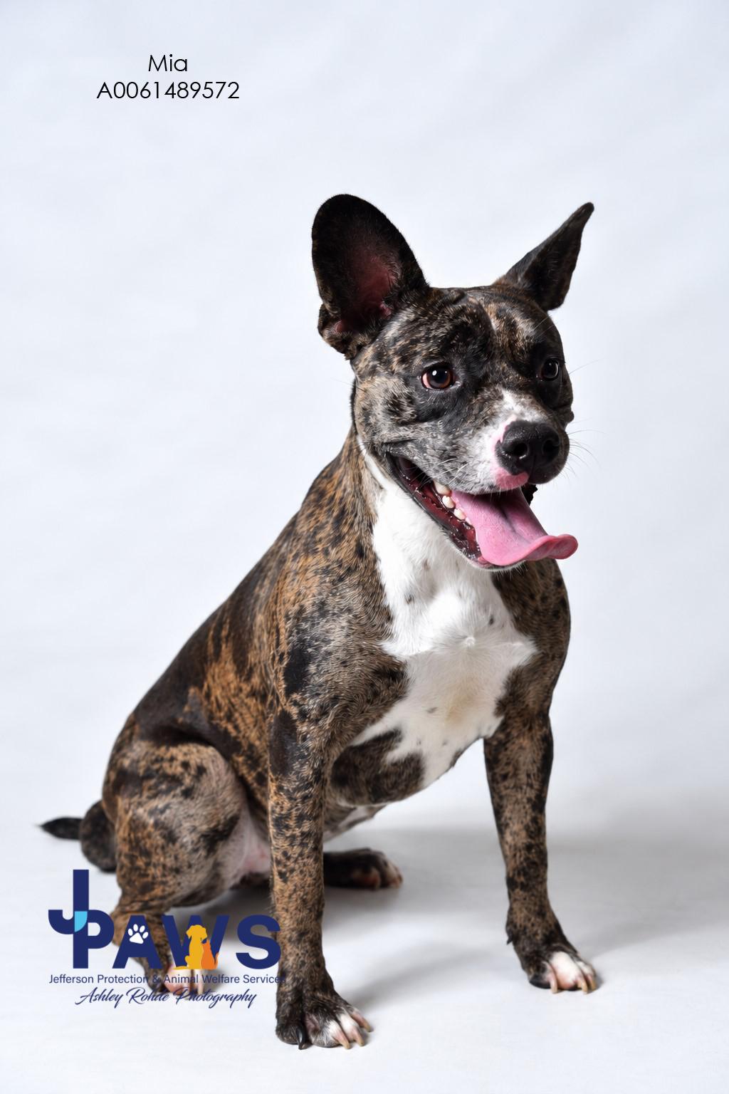Enlarge Mia, a Adoptable French Bulldog in Harvey , LA image 2/3