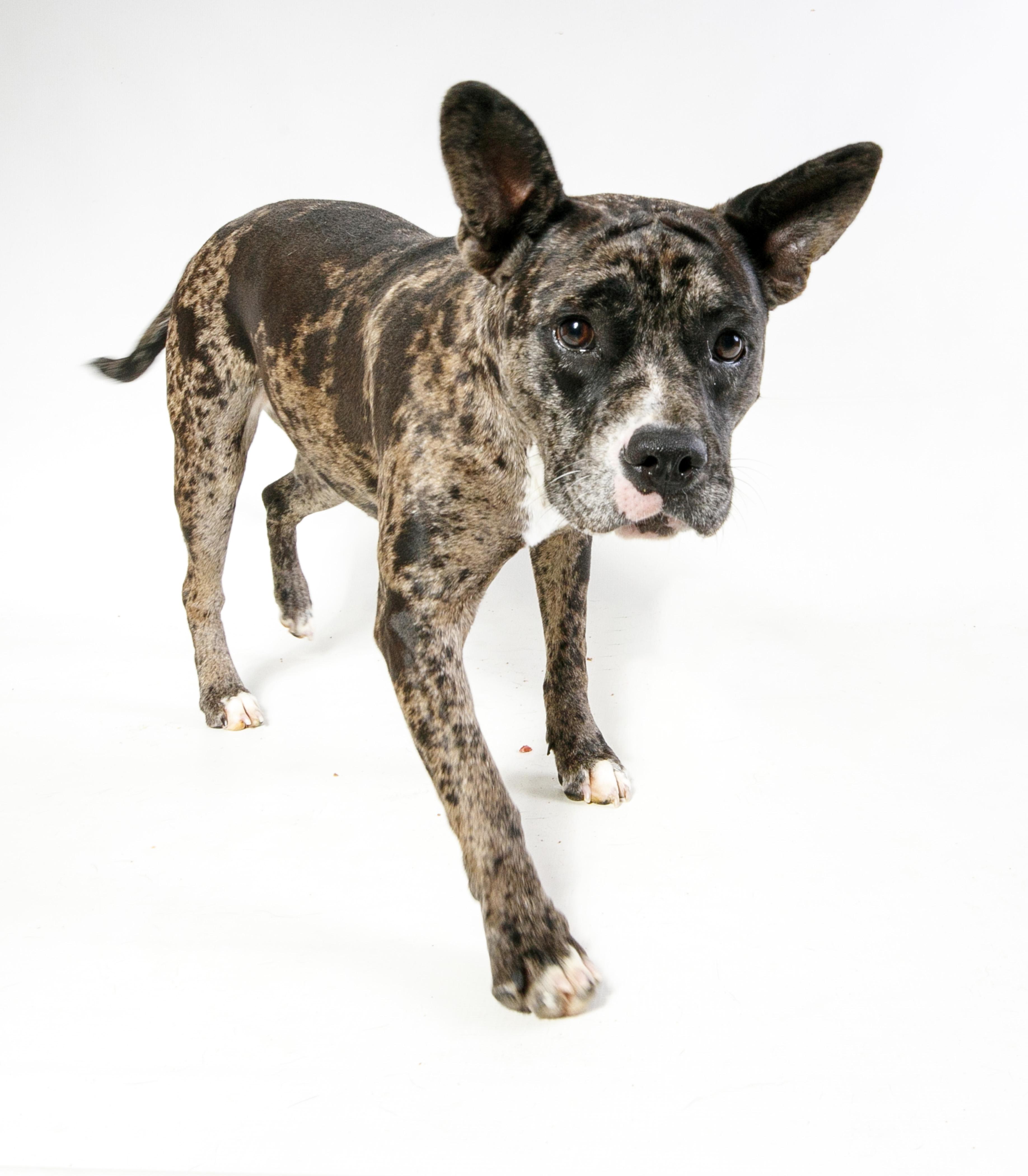 Enlarge Mia, a ADOPTABLE French Bulldog in Harvey , LA image 1/1