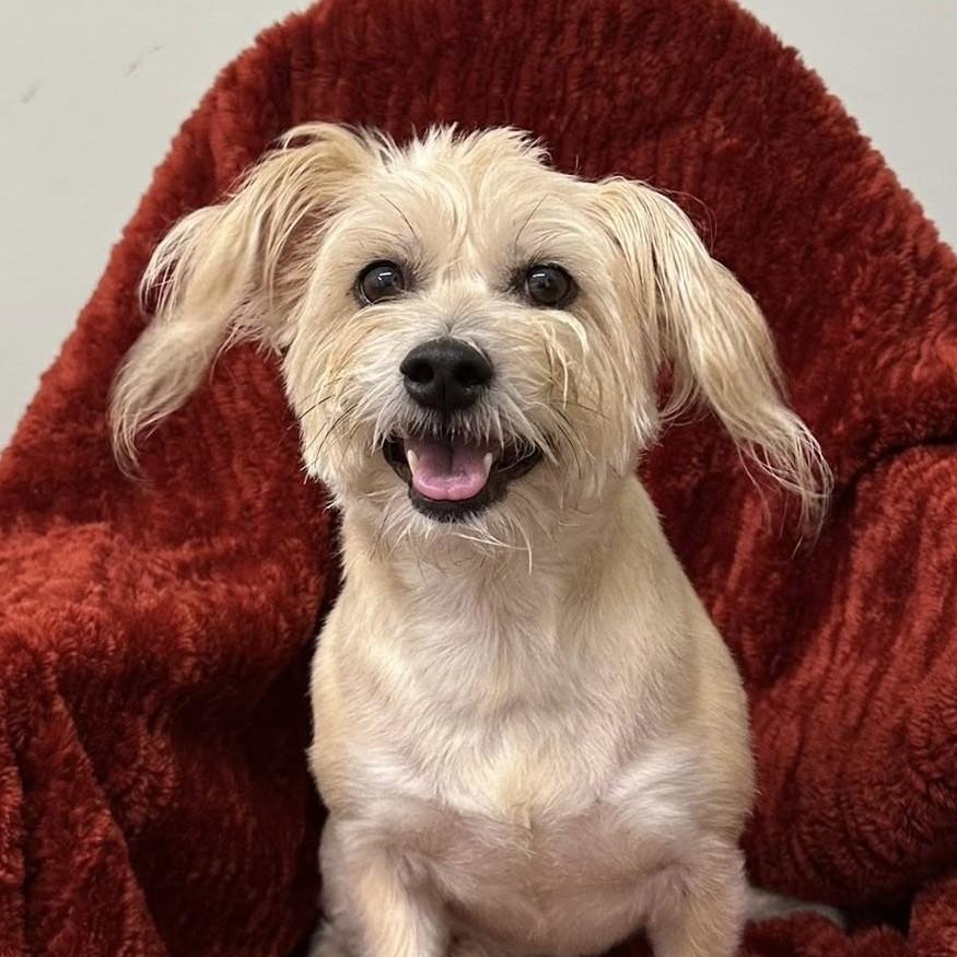 Elani, adopted, Adult Female Terrier.