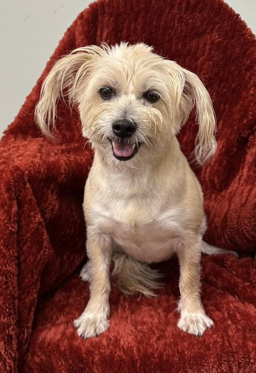 Enlarge Elani, an adopted mixed breed in Meridian, MS image 2/3