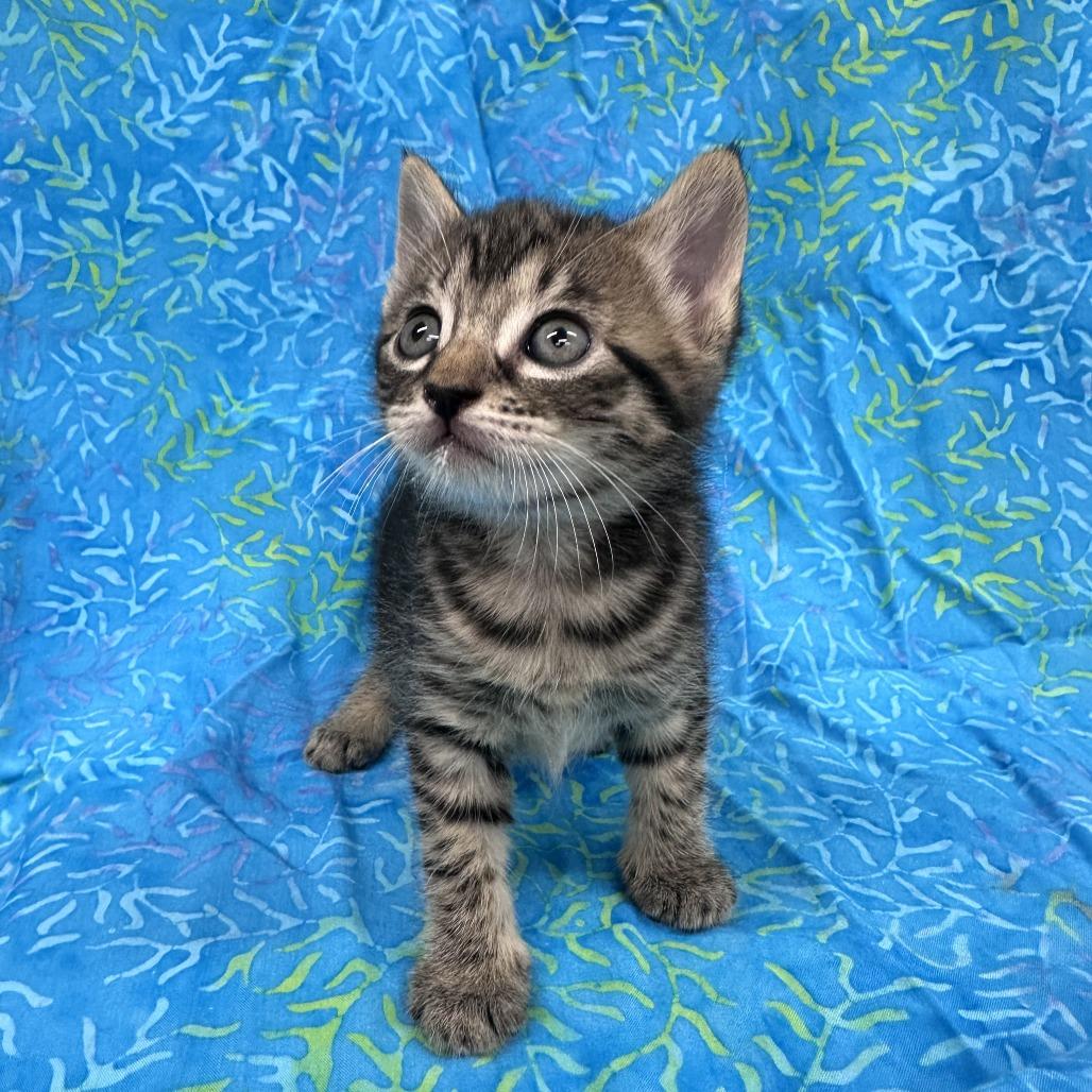 Tajin, Adoptable, Kitten Male Domestic Short Hair.